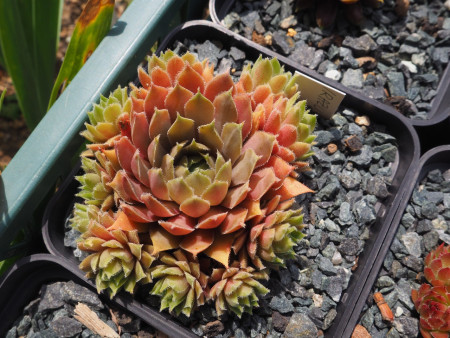 Sempervivum ´Irazu´